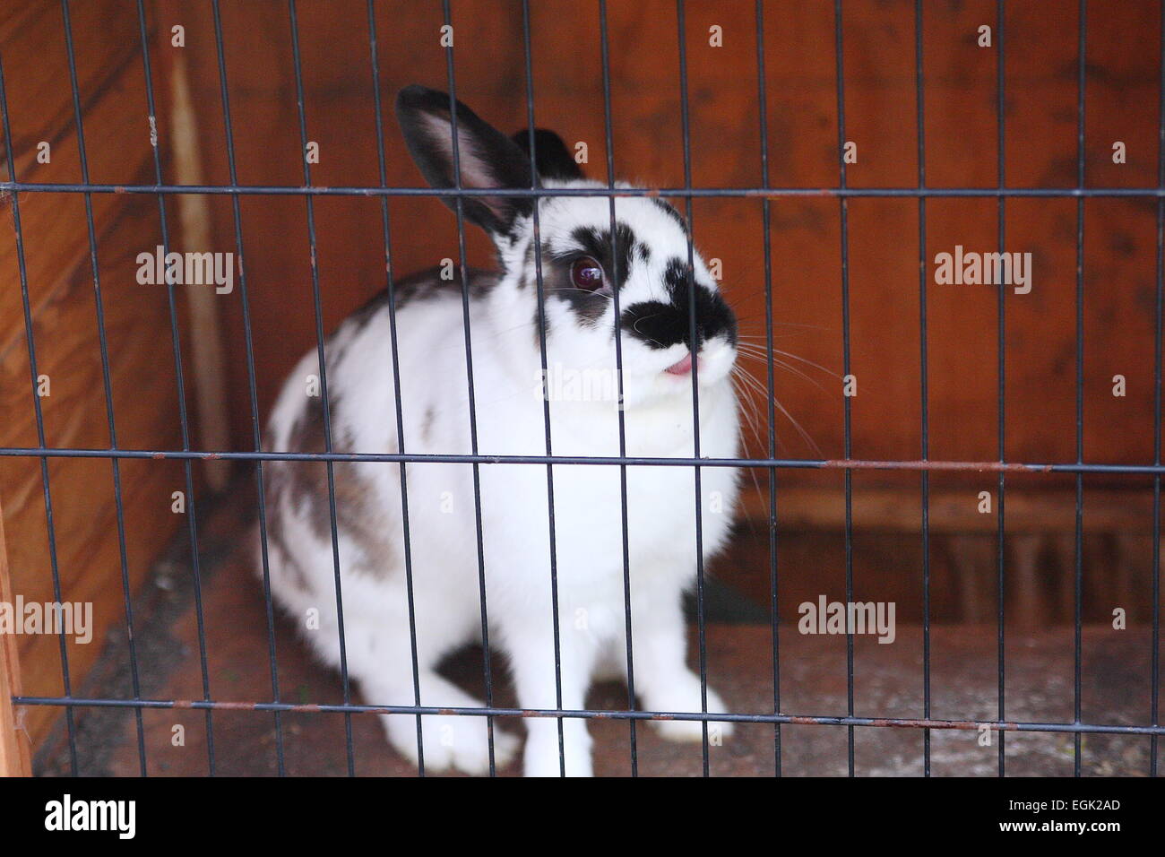 Rabbit in a cage Stock Photo Alamy
