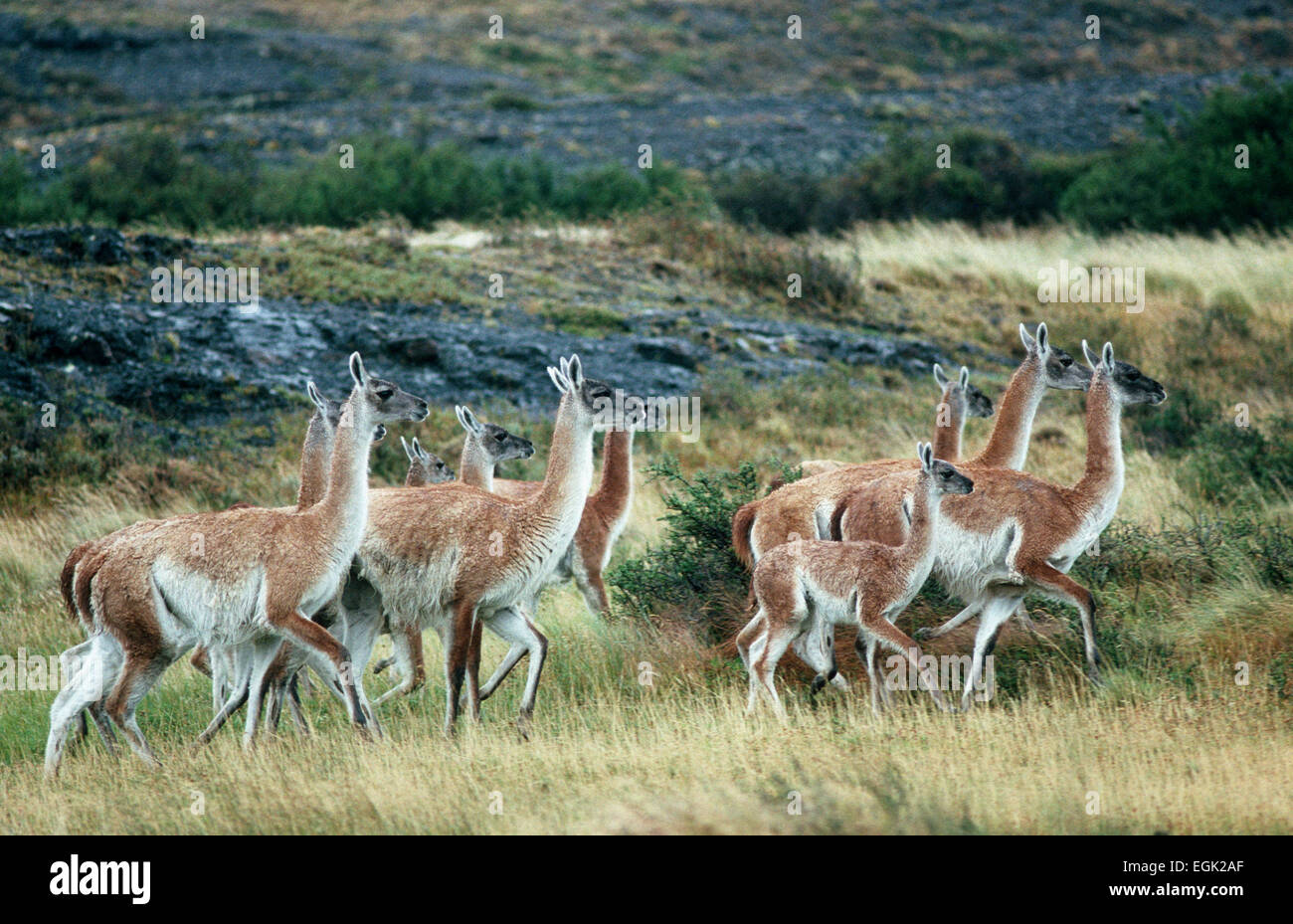 south america, cile, torres del paine mountains, vicunas Stock Photo