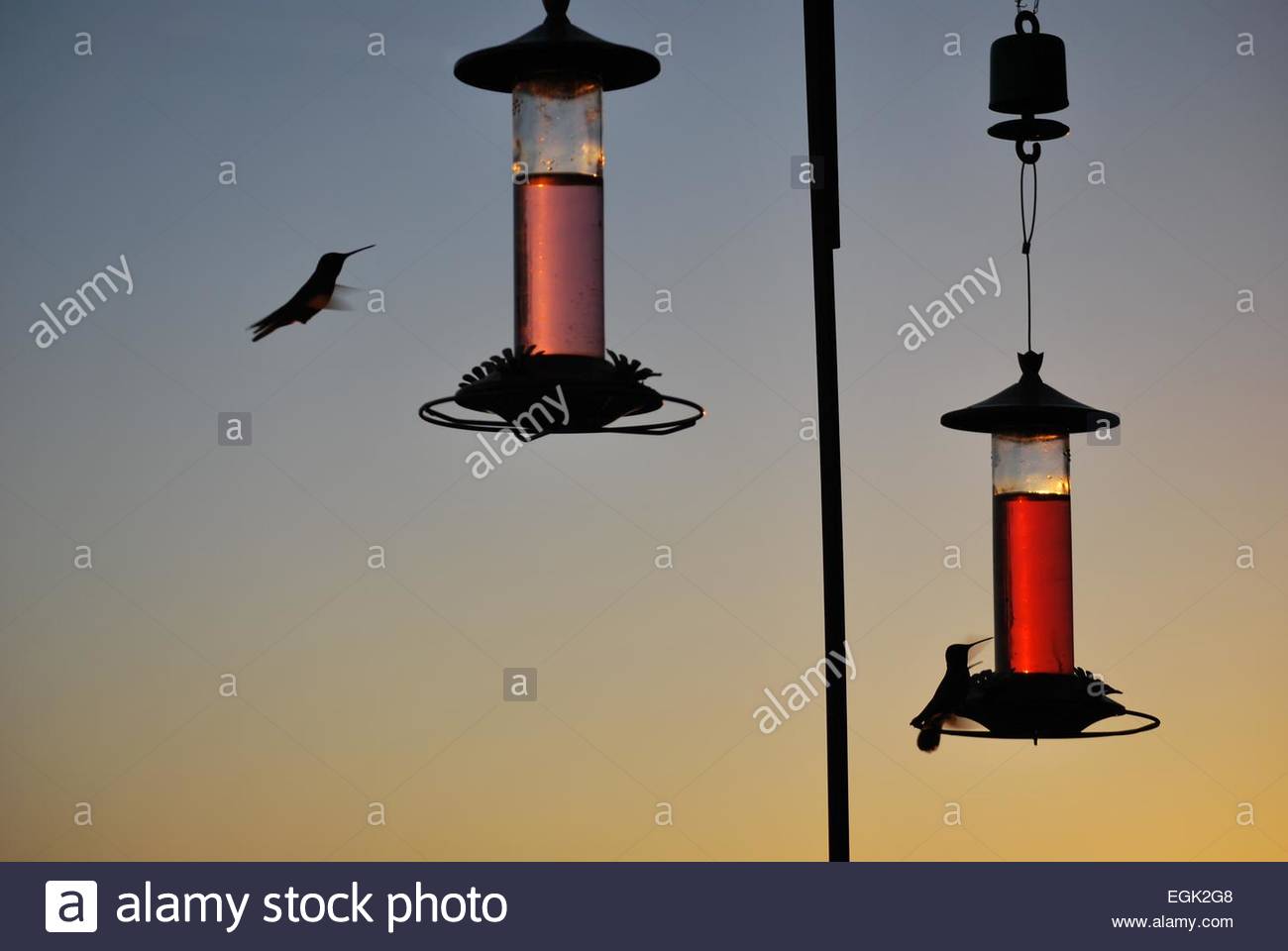 Hummingbirds Feeding From Bird Feeders Silhouetted Against Evening