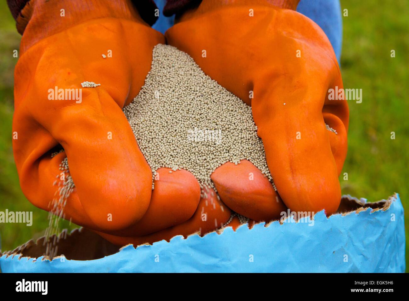 Farmer pouring clover seed through gloved hands into bag. Stock Photo