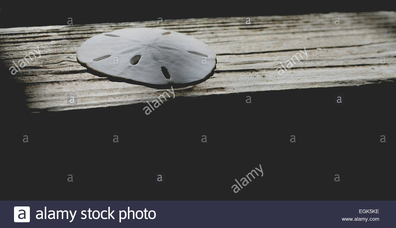 Shell Holes Stock Photos & Shell Holes Stock Images - Alamy