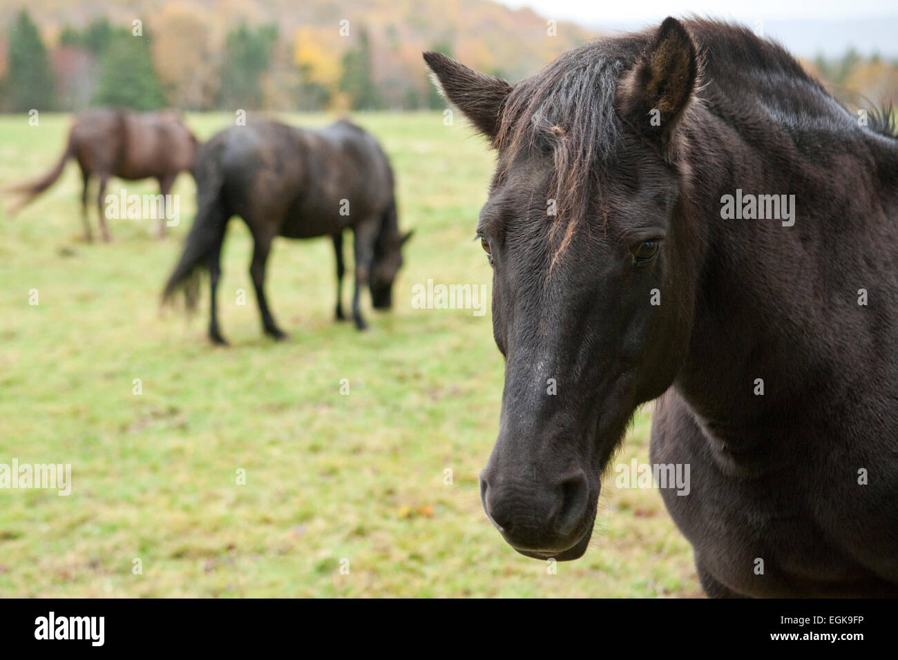 Horses in Margaree Valley, Nova Scotia, Canada Stock Photo Alamy