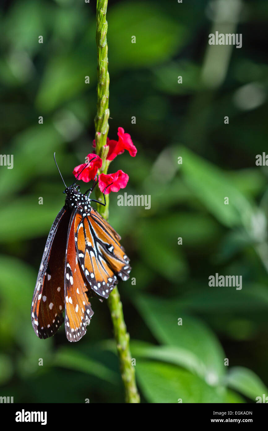 Queen Butterfly (Danaus gilippus) Stock Photo