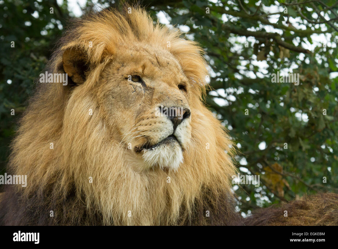 Captive male lion staring Stock Photo