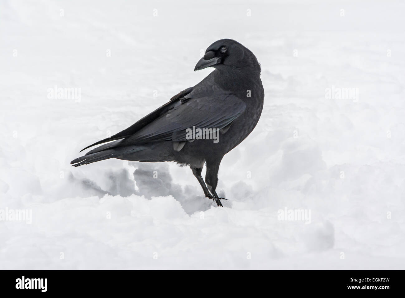 American Crow (Corvus brachyrhynchos) in the snow. Stock Photo