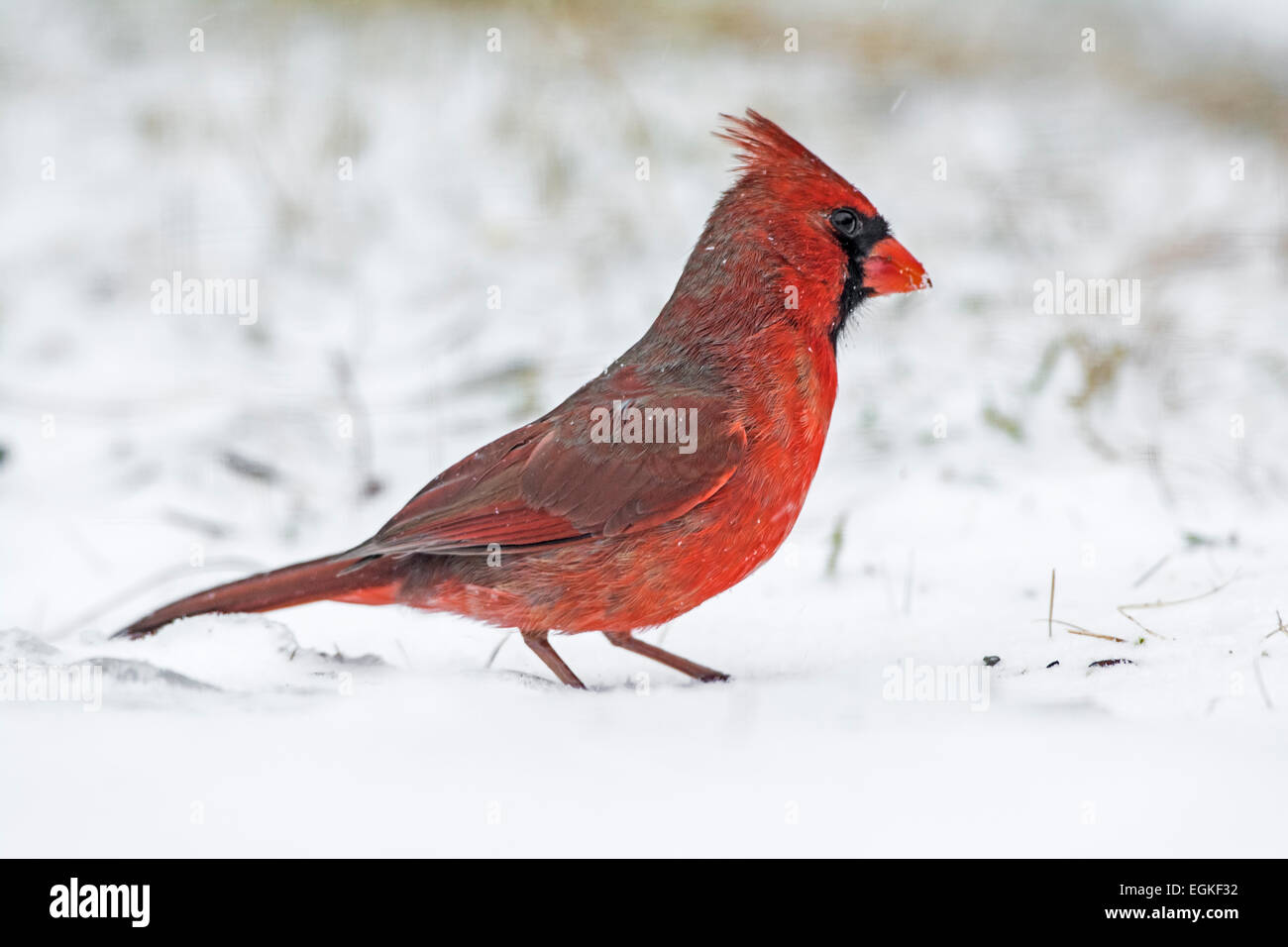 Northern Cardinal (Cardinalis cardinalis) in the snow. Stock Photo