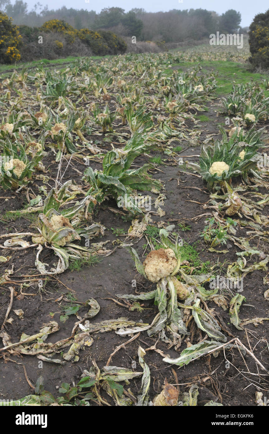 Cauliflowers rotting in a field. Stock Photo