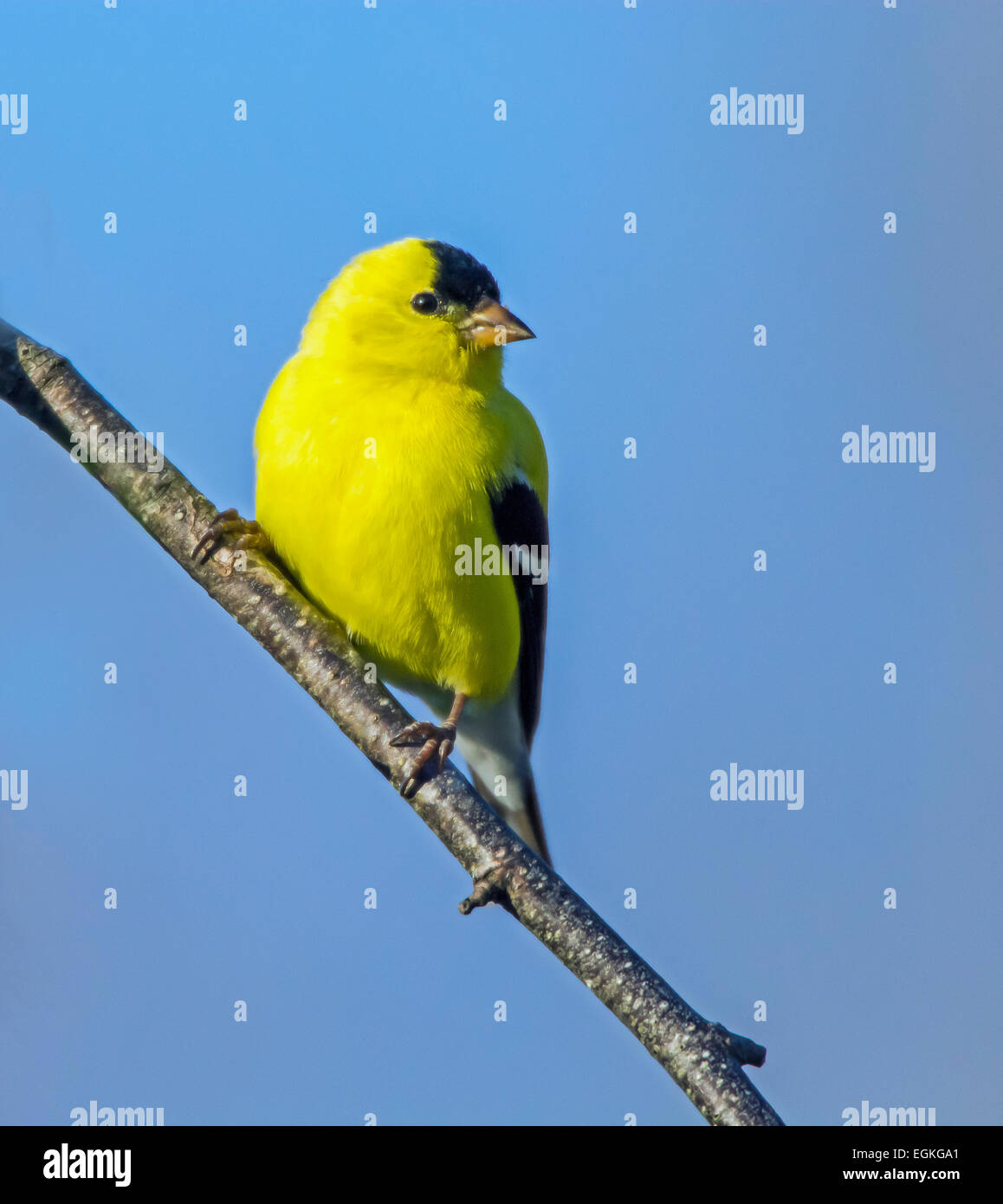 American goldfinch (Spinus tristis). Acadia National Park, Maine, USA. Stock Photo