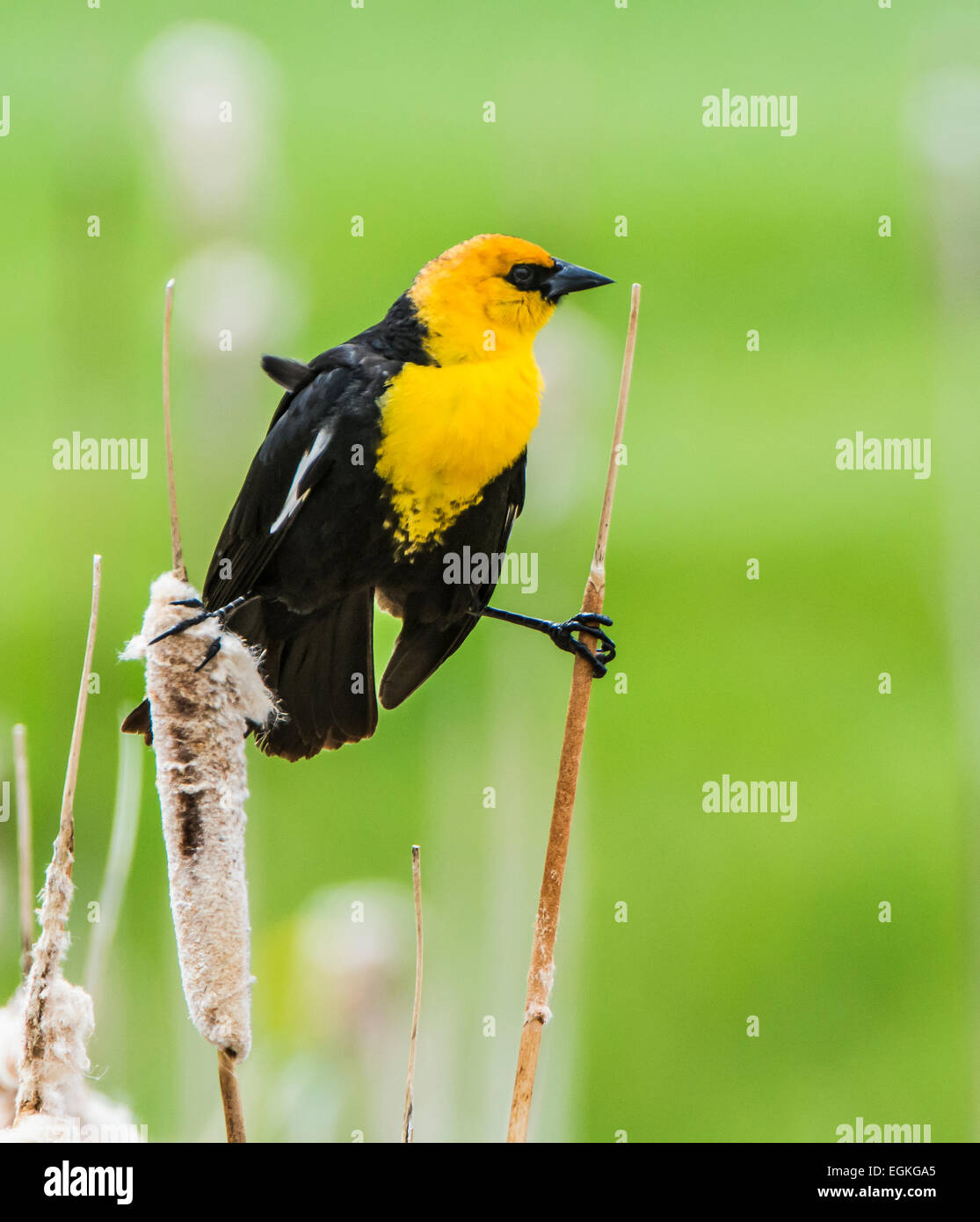 Yellow-headed Blackbird (Xanthocephalus xanthocephalus) on cattail Stock Photo