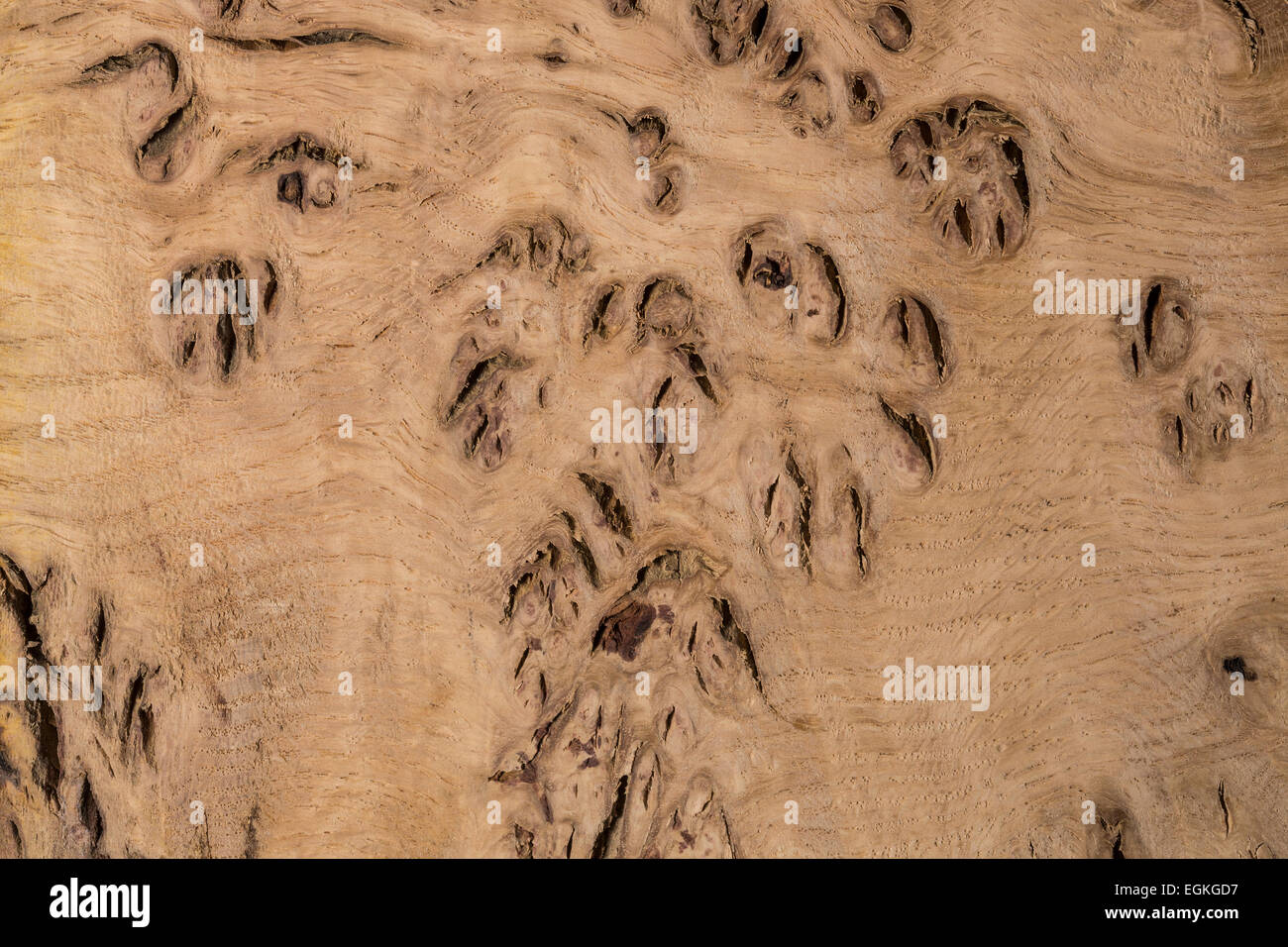 Wooden Surface - the cut surface of English Oak. Stock Photo