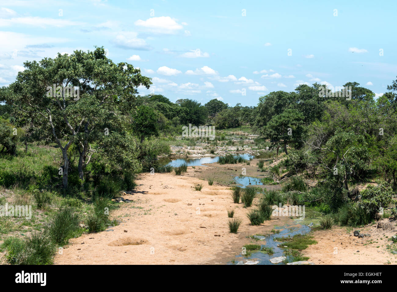 Dry sandy riverbed with trees, Kruger National Park, South Africa Stock Photo