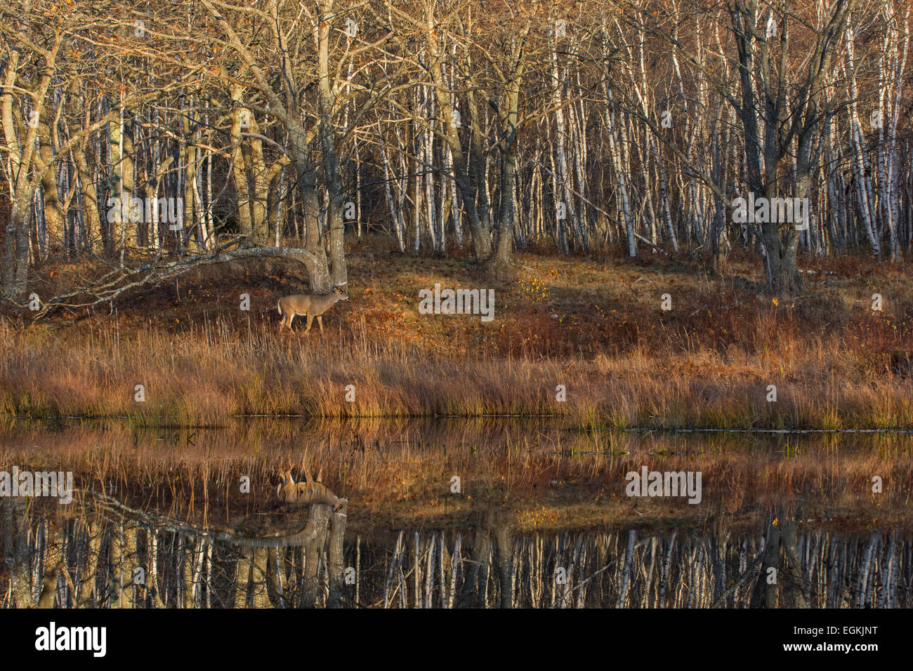 White-tailed Buck at beaver pond at sunrise. Acadia National Park, Maine, USA. Stock Photo