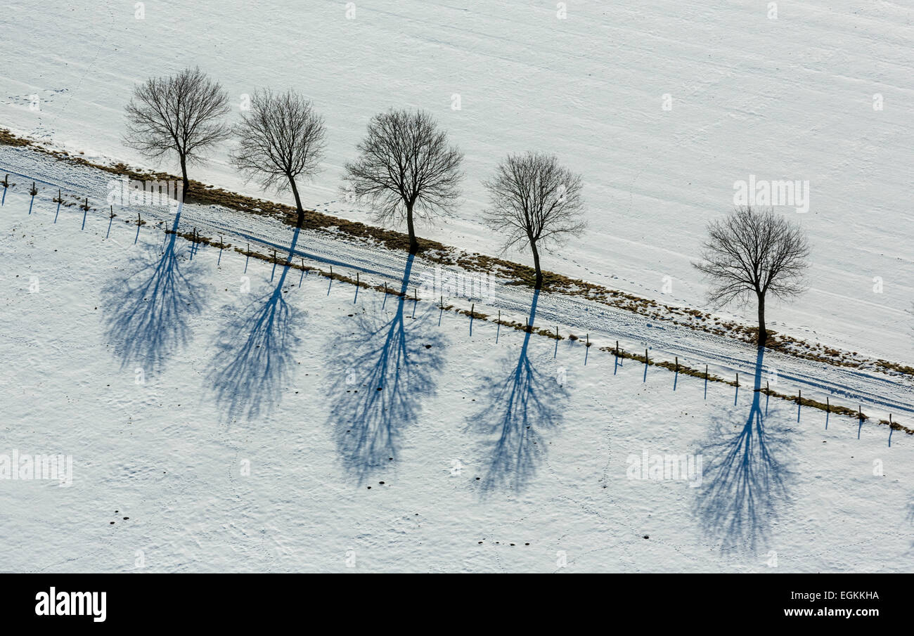 Avenue of trees in the snow, Altenbüren, Brilon, Sauerland, North Rhine-Westphalia, Germany Stock Photo