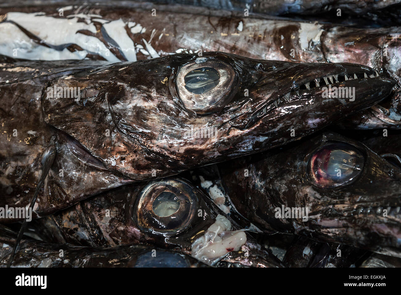 Black scabbard fish (Aphanopus carbo), Fish Market, Funchal, Madeira, Portugal Stock Photo
