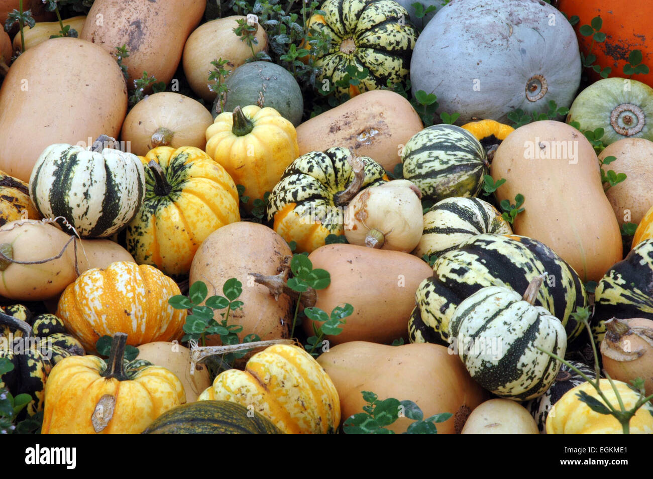 pumpkins and squashes Stock Photo