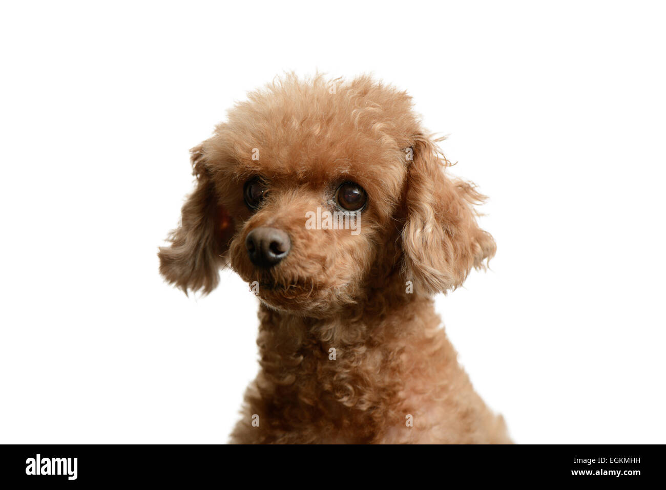 portrait of poodle staring forward, isolated on white Stock Photo