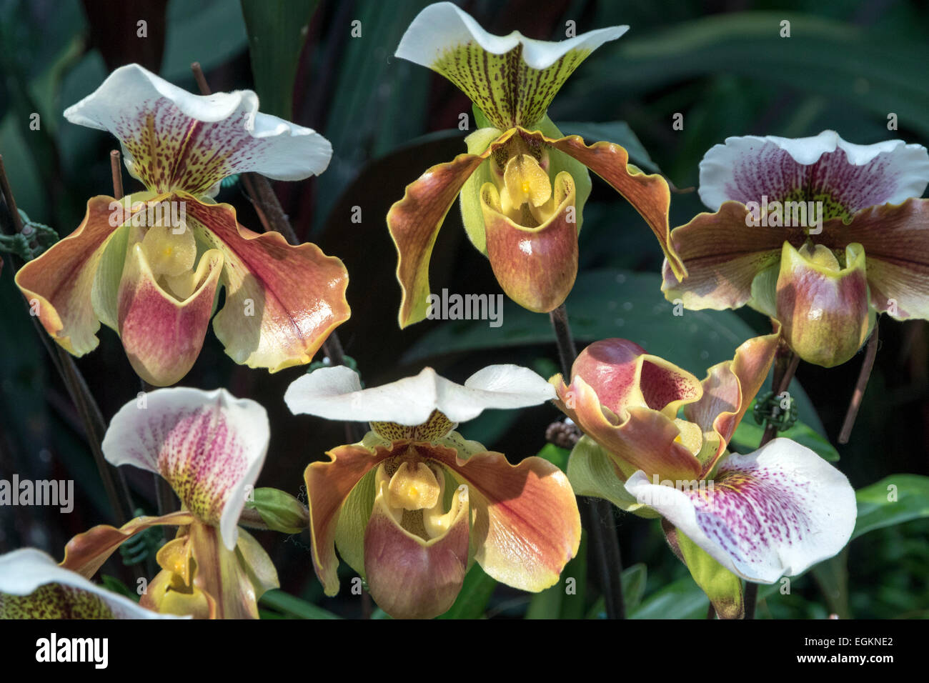 Venus Slipper Orchids - Paphiopedilum Stock Photo