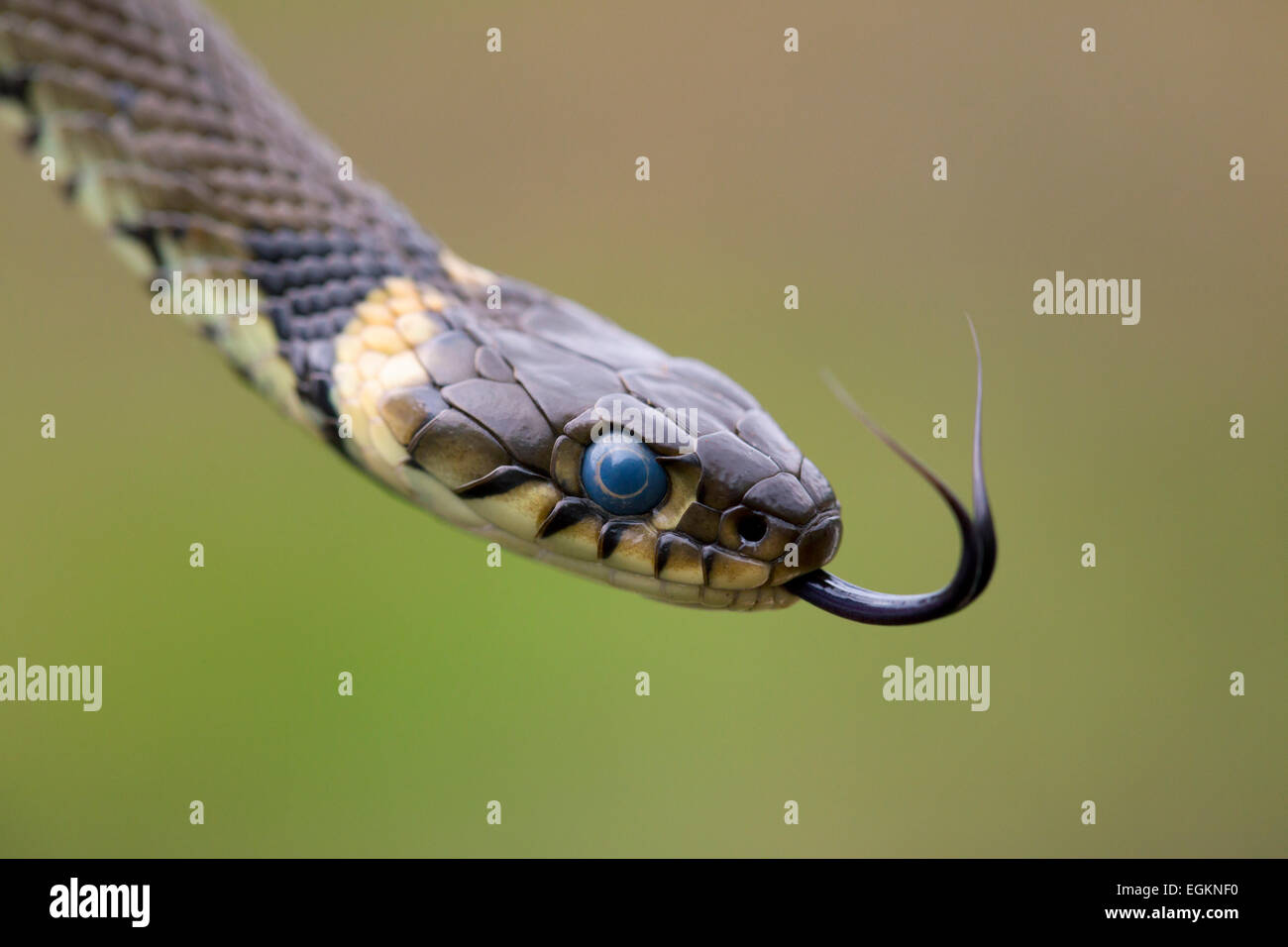 Grass Snake Natrix natrix Flicking Tongue Cornwall; UK Stock Photo