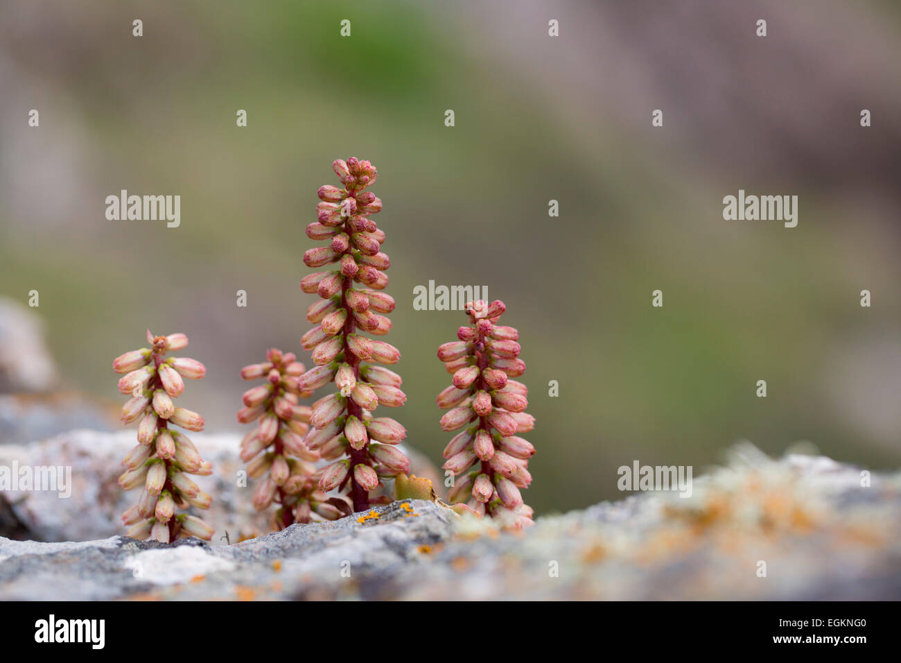 Navelwort Umbilicus rupestris Flower Spikes Cornwall; UK Stock Photo