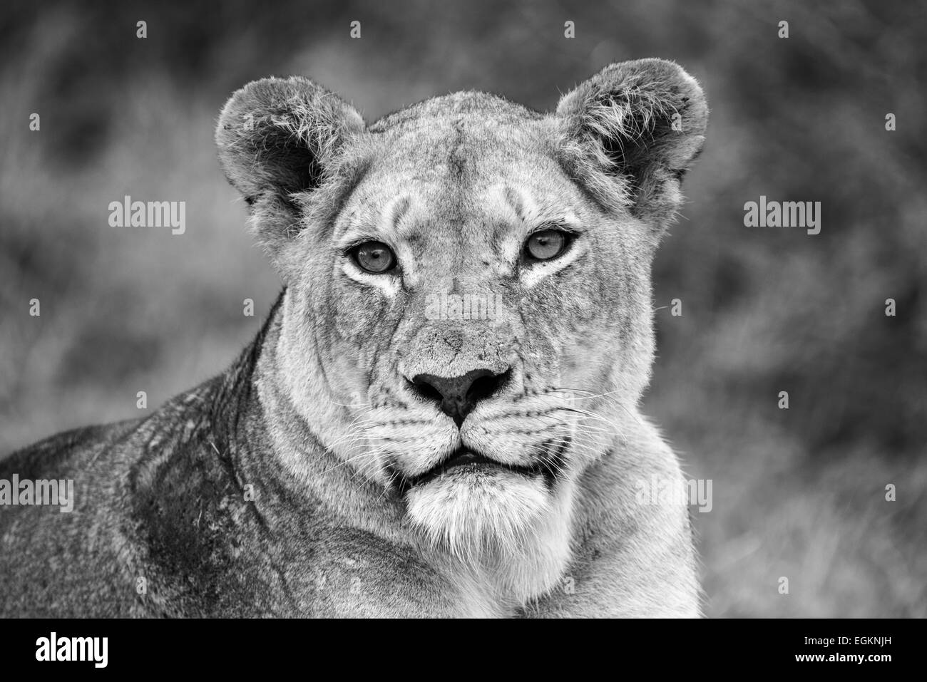 Into the eyes of a lioness Stock Photo