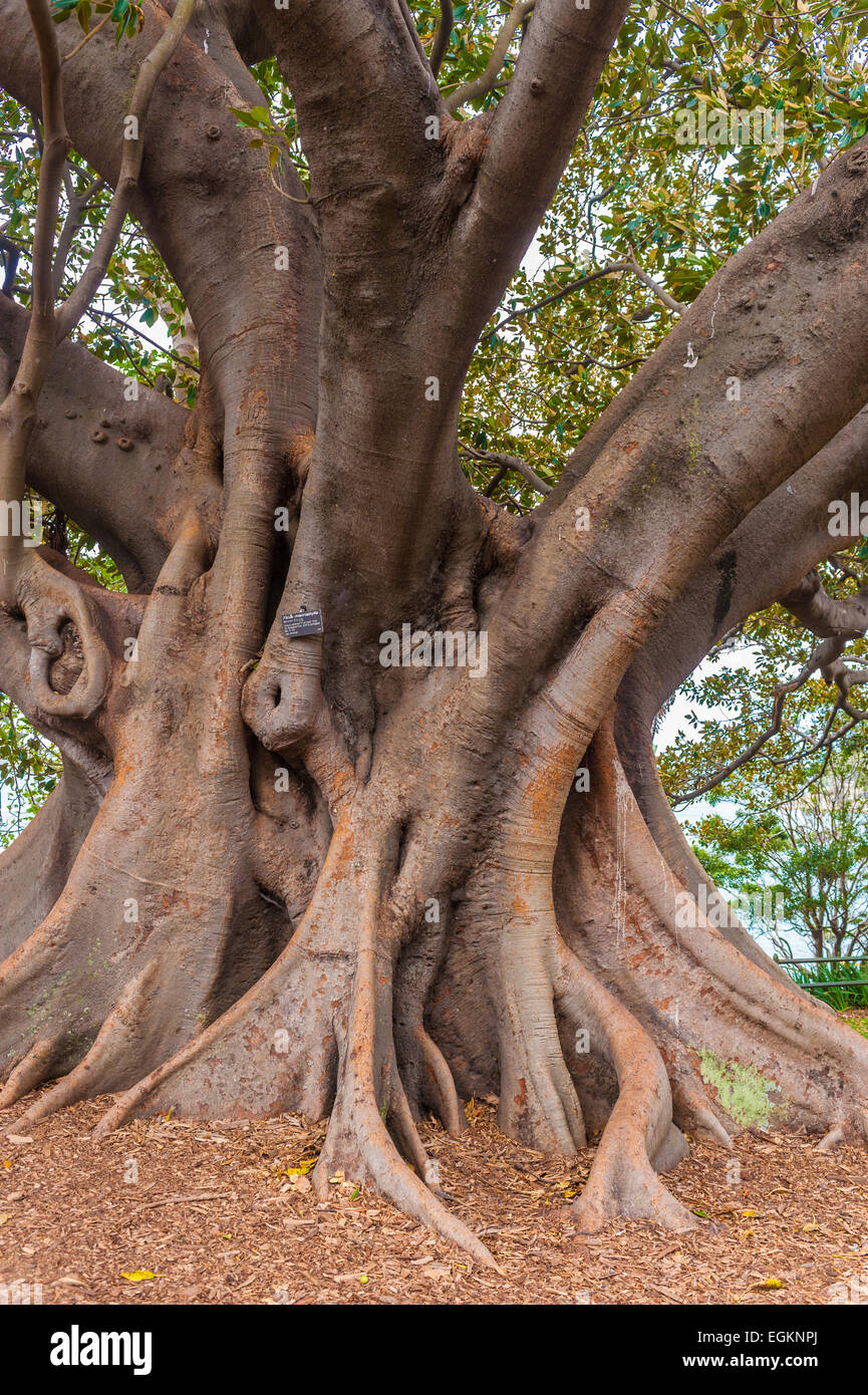 Moreton Bay Fig tree, Ficus macrophylla, large evergreen banyan tree of