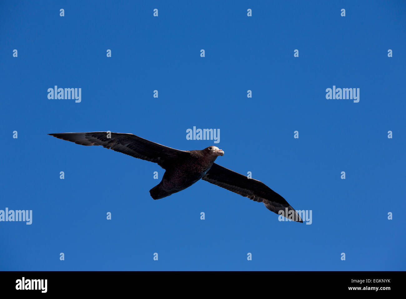 South Atlantic, Falkland Islands, birds, Antarctic Giant Petrel, Macronectes giganteus Stock Photo