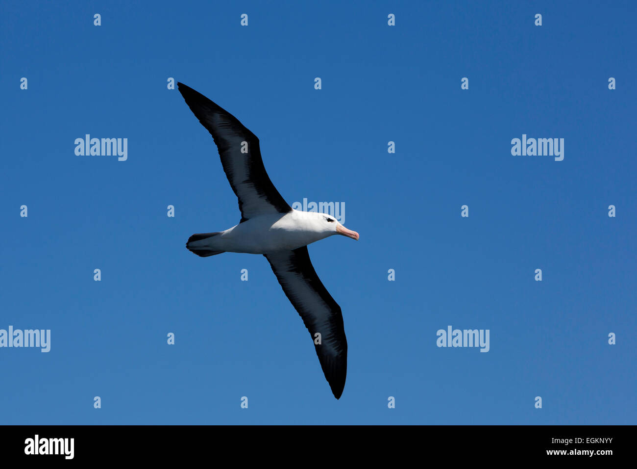 South Atlantic, Falkland Islands, birds, Black Browed Albatross, Thalassarche melanophris Stock Photo