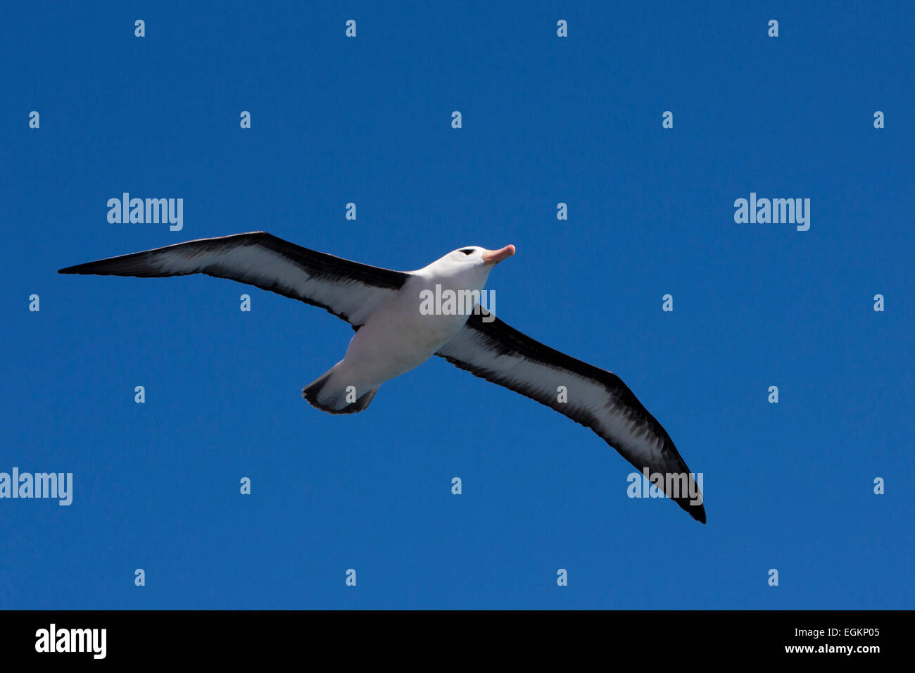 South Atlantic, Falkland Islands, birds, Black Browed Albatross, Thalassarche melanophris Stock Photo