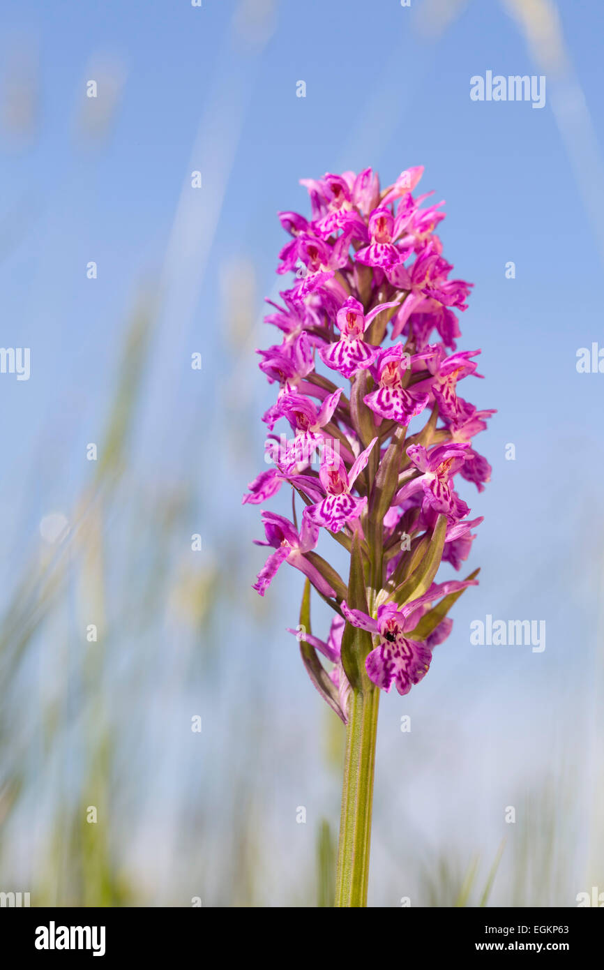 Northern Marsh Orchid; Dactylorhiza purpurella Northumberland; UK Stock Photo
