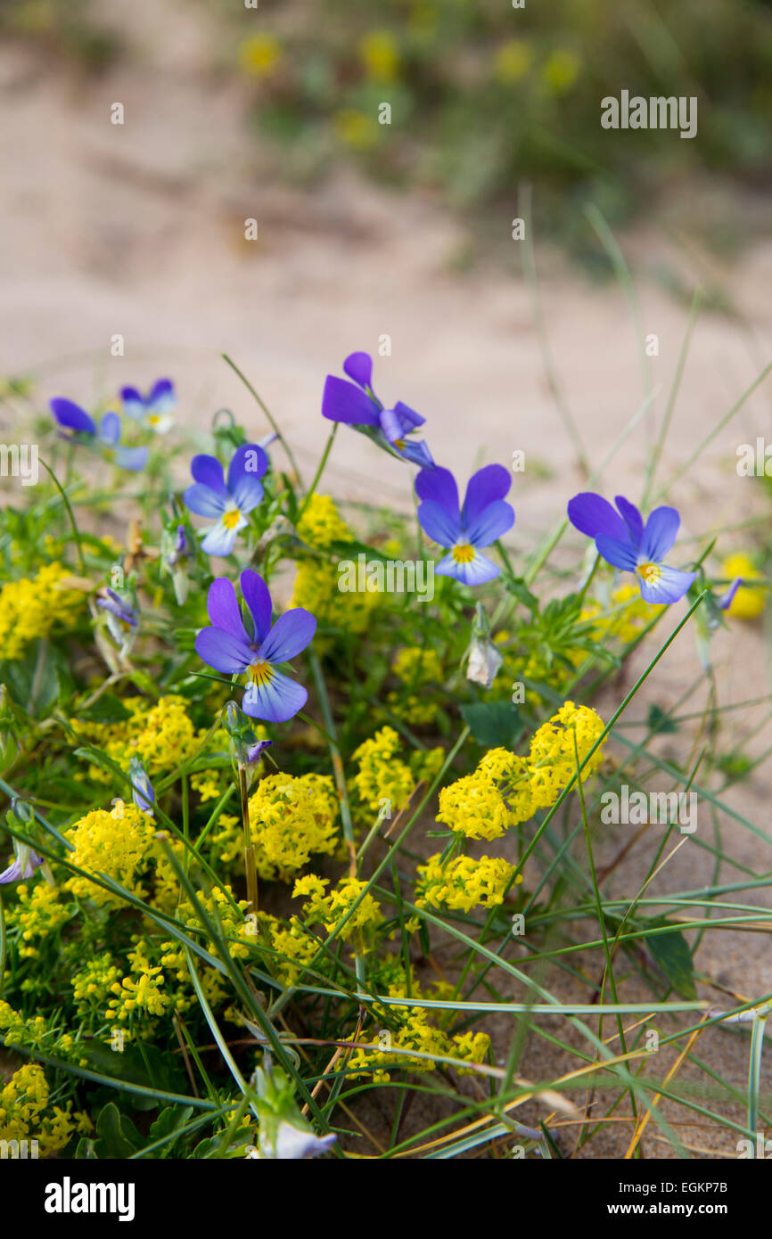 Pansy and Lady's Bedstraw; Viola tricolour and Galium verum Northumberland; UK Stock Photo