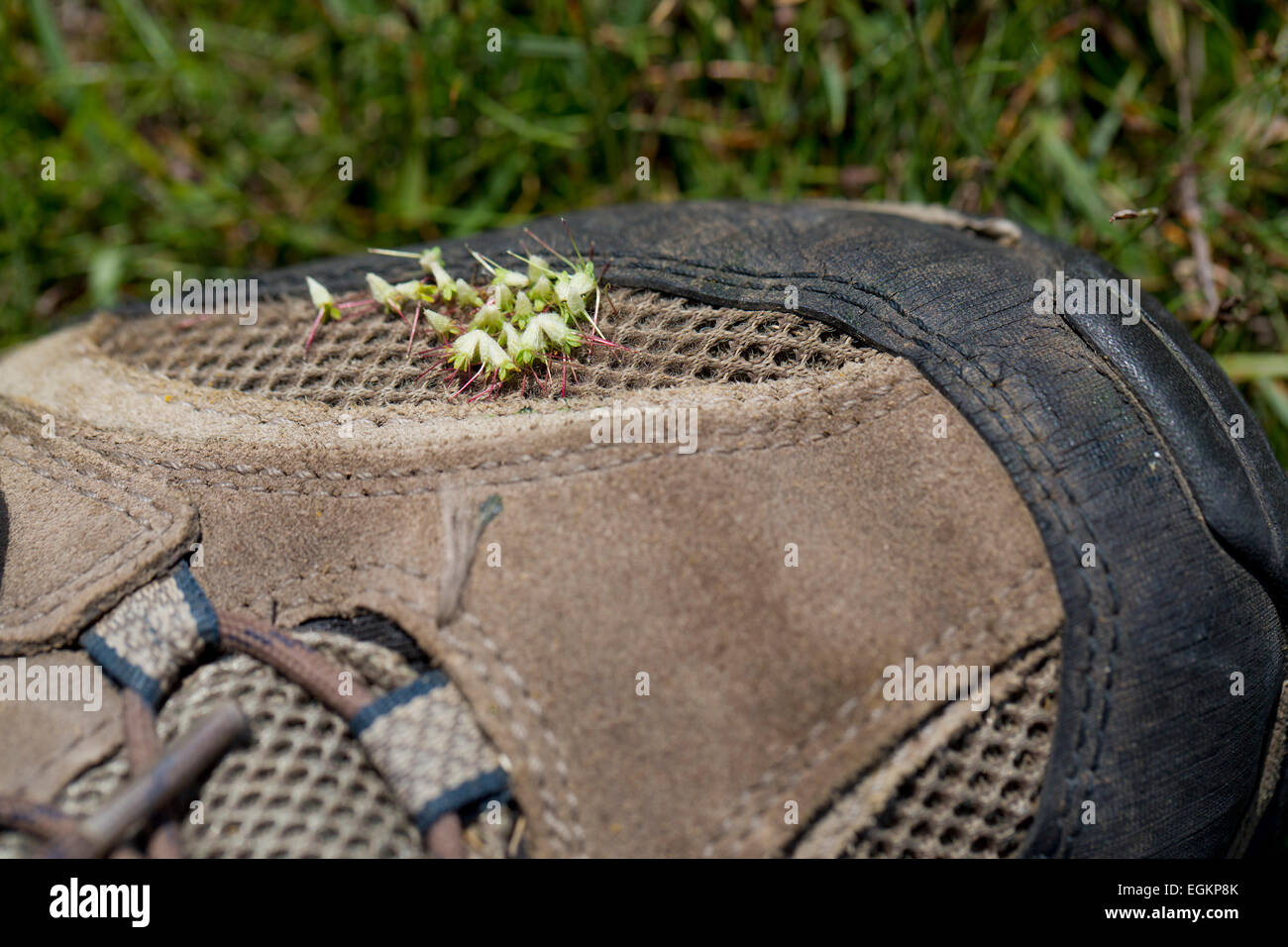 Piri Piri Burrs; Capsicum frutescens; On Trainer Northumberland; UK Stock Photo