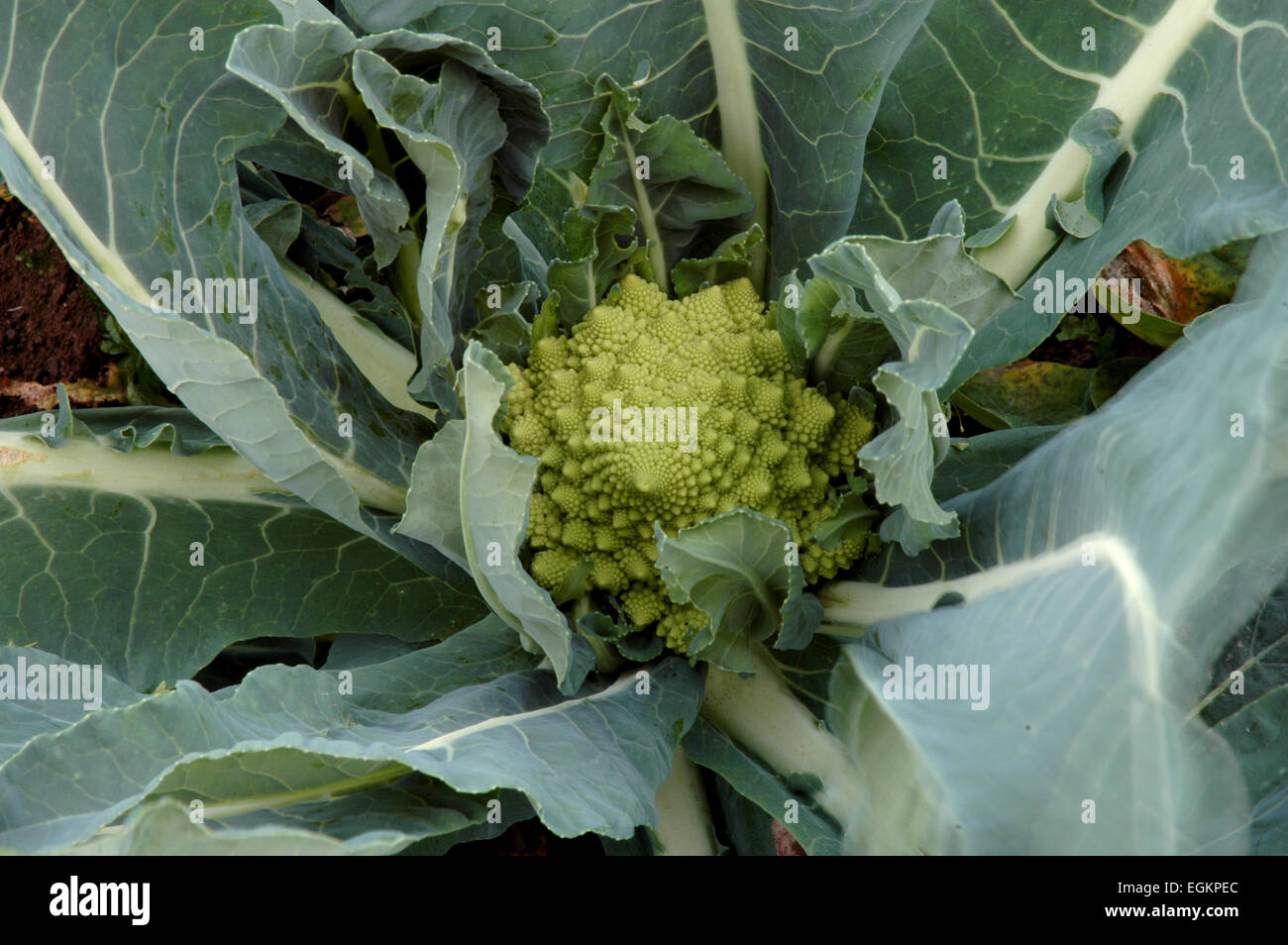 romanesco cauliflower Stock Photo