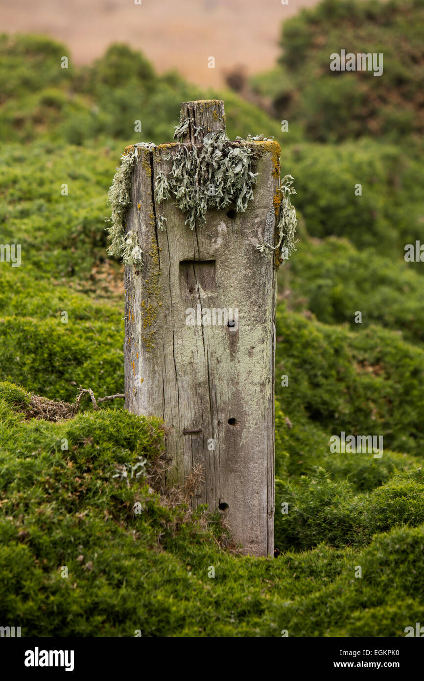 South Atlantic, Falklands, New Island, lichen –covered wooden fence post Stock Photo