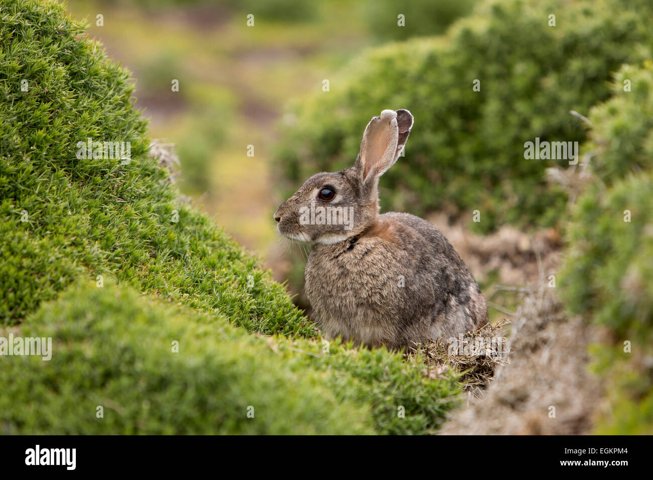 Sylvagus hi-res stock photography and images - Alamy