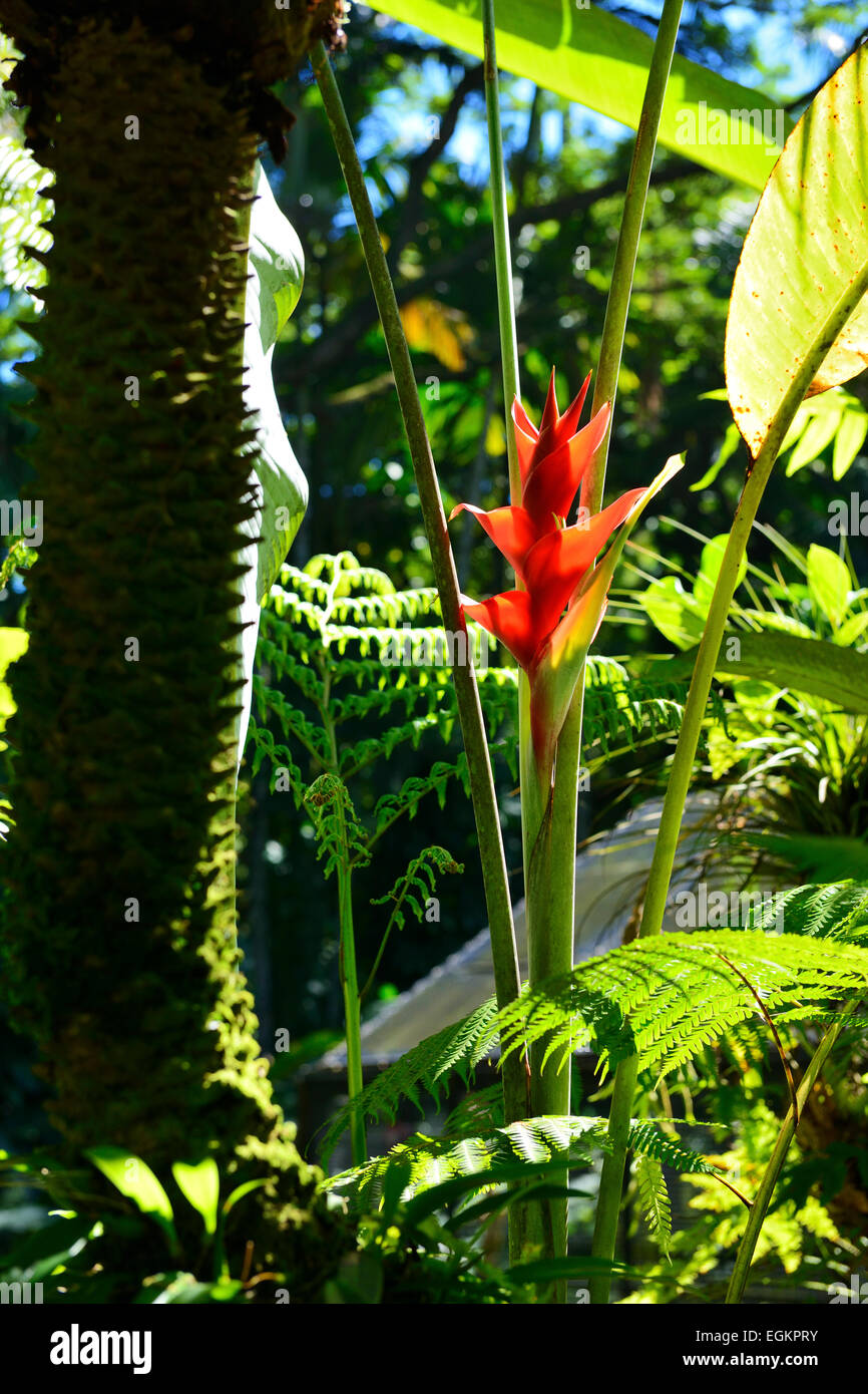 Ginger Lily plant in Hawaii Tropical Botanical Garden on Onomea Bay, Big Island, Hawaii, USA Stock Photo