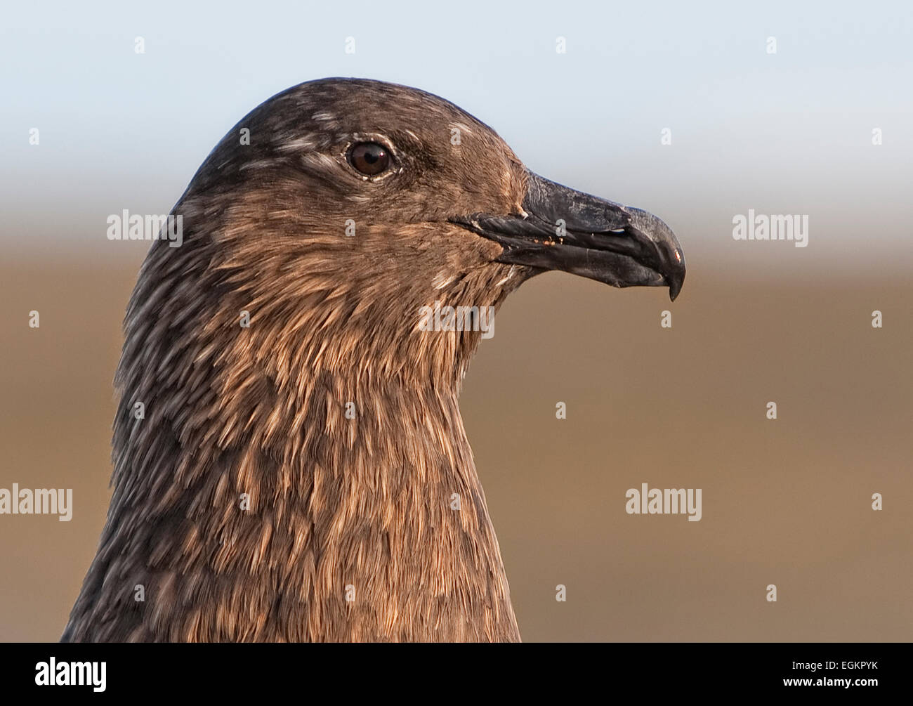 The Great Skua (Stercorarius skua), a large seabird in the Skua family Stercorariidae. Stock Photo