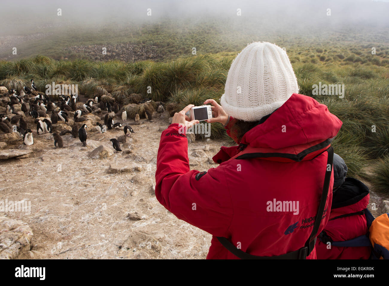 South Atlantic, Falklands, New Island, cruise ship passenger photographing penguins Stock Photo