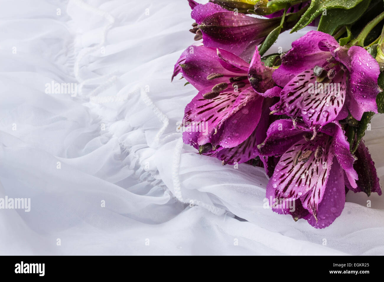 Spring flower - purple alstroemeria ( Peruvian lily or lily of the Incas) - white background Stock Photo