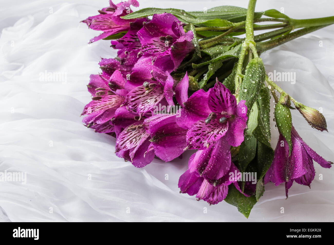 Spring flower - purple alstroemeria ( Peruvian lily or lily of the Incas) - white background Stock Photo