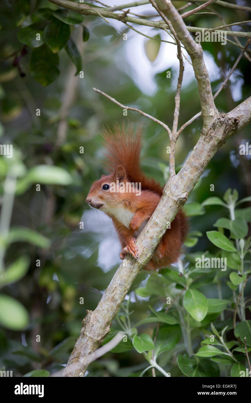 Red Squirrel; Sciurus vulgaris Single in Olearia traversii Tresco; Isles of Scilly; UK Stock Photo