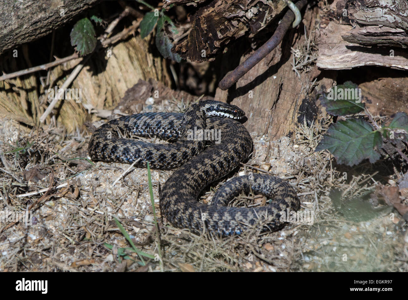 First Adder of the year in February, Spring Stock Photo