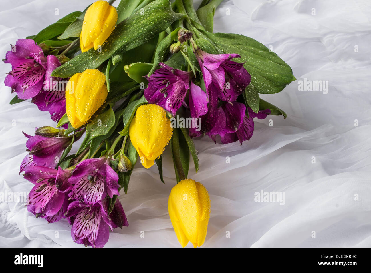 Spring flowers - yellow tulip and purple alstroemeria (lily of the Incas or Peruvian lily) with water drops - white background Stock Photo