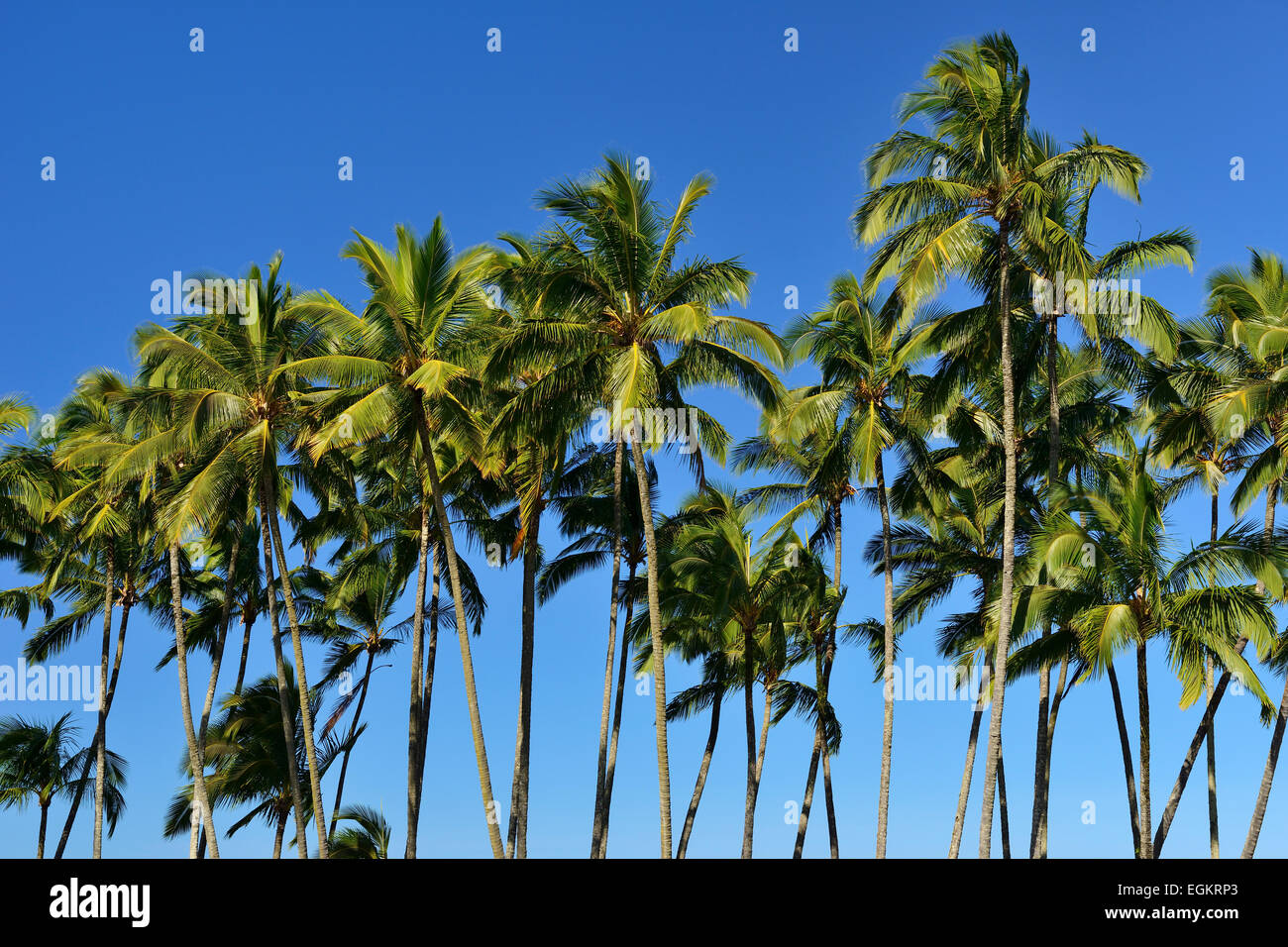 Big island of hawaii in hilo hires stock photography and images Alamy