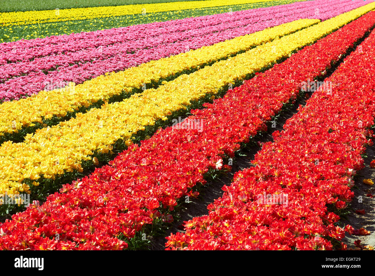 background of Field full of red and yellow tulips in bloom bright sunny ...