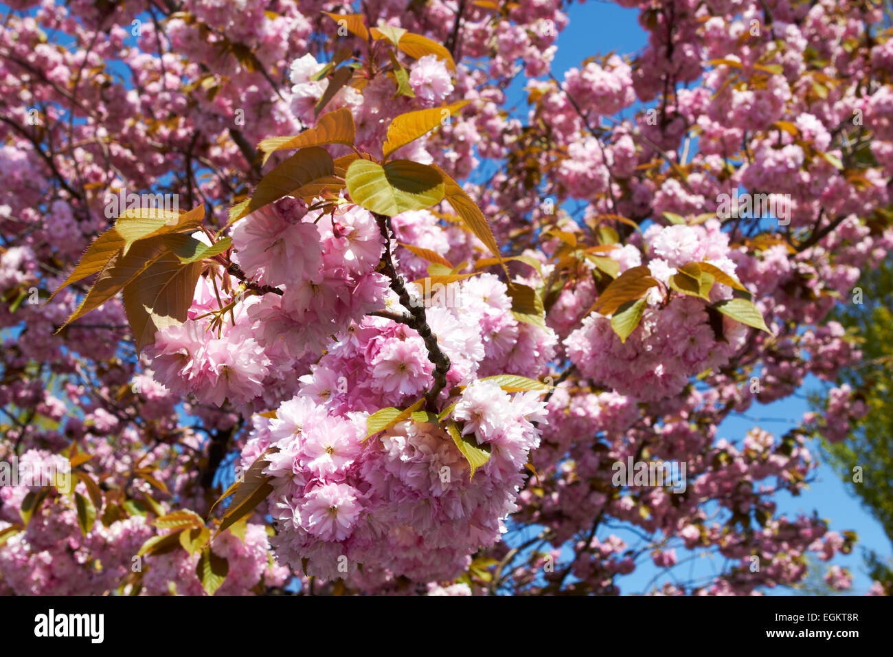 Blooming tree in spring with pink flowers closeup Stock Photo