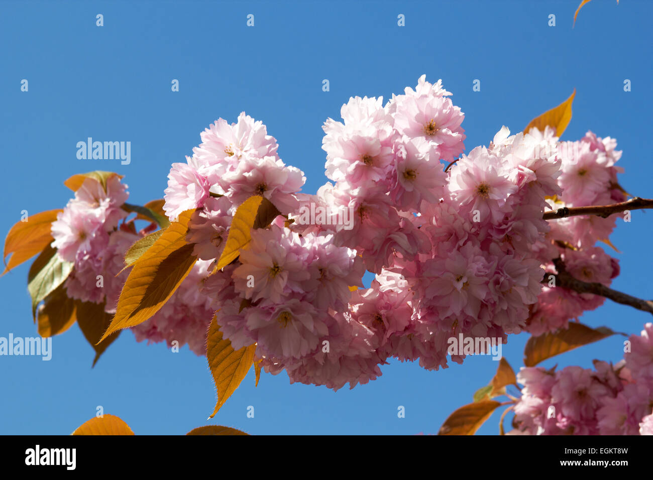 Blooming tree in spring with pink flowers closeup Stock Photo