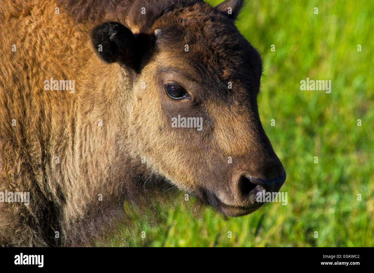 Portrait of a bison calf in Yellowstone National Park. Stock Photo