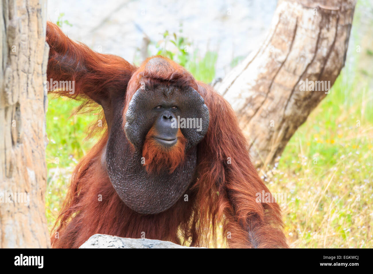 Bornean orangutan(Pongo pygmaeus) in Thailand ( Found it at Borneo island , Sumatra island in Indonesia ) Stock Photo
