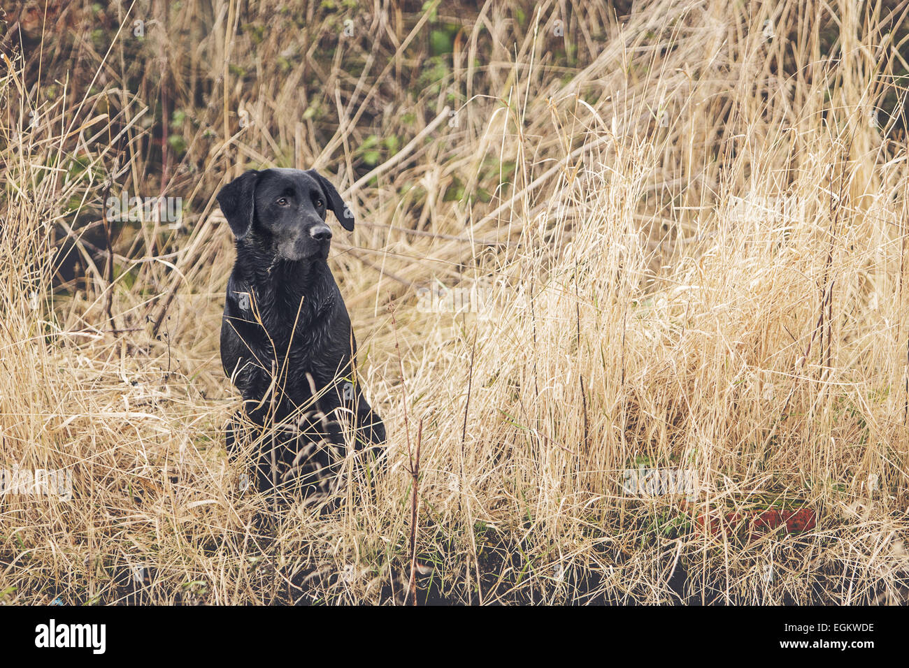 Black Labrador in Field Stock Photo