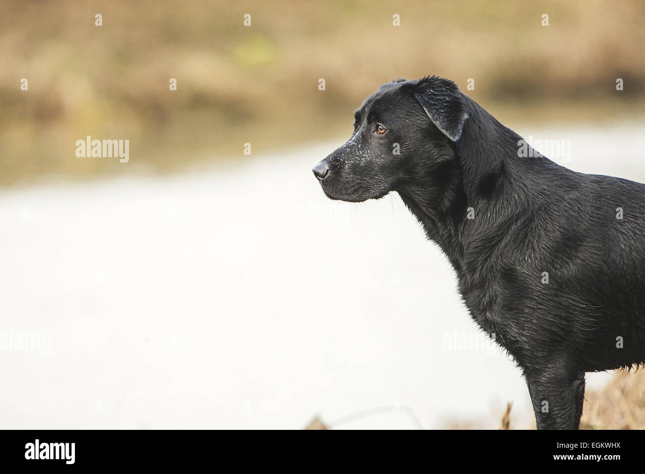 Black Labrador by River Stock Photo